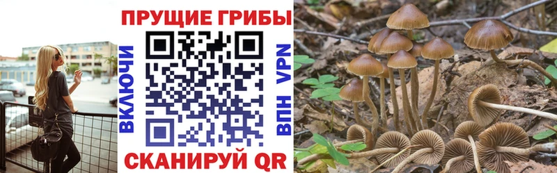 где купить   Покров  Галлюциногенные грибы прущие грибы 